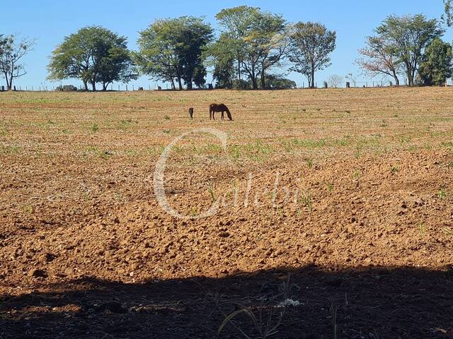 #334 - Sítio para Venda em Mogi Guaçu - SP