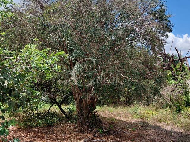 #465 - Terreno para Venda em Moji Mirim - SP - 3