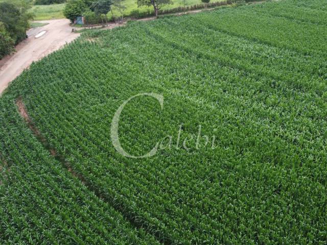 #555 - Sítio para Venda em Artur Nogueira - SP - 3