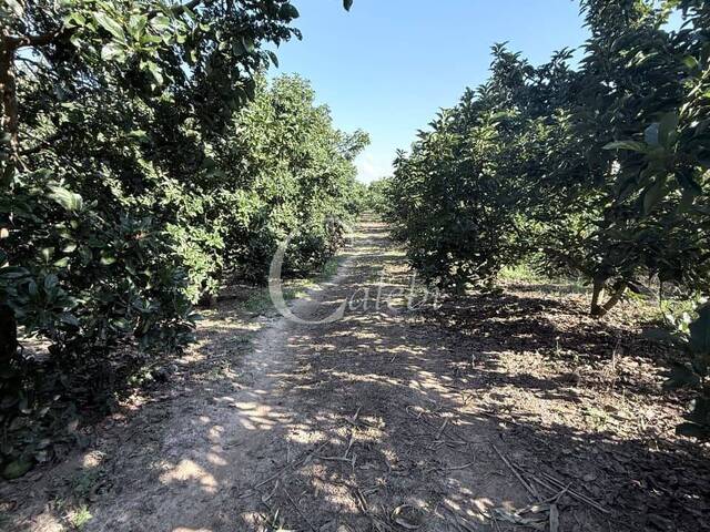 #689 - Sítio para Venda em Engenheiro Coelho - SP - 1