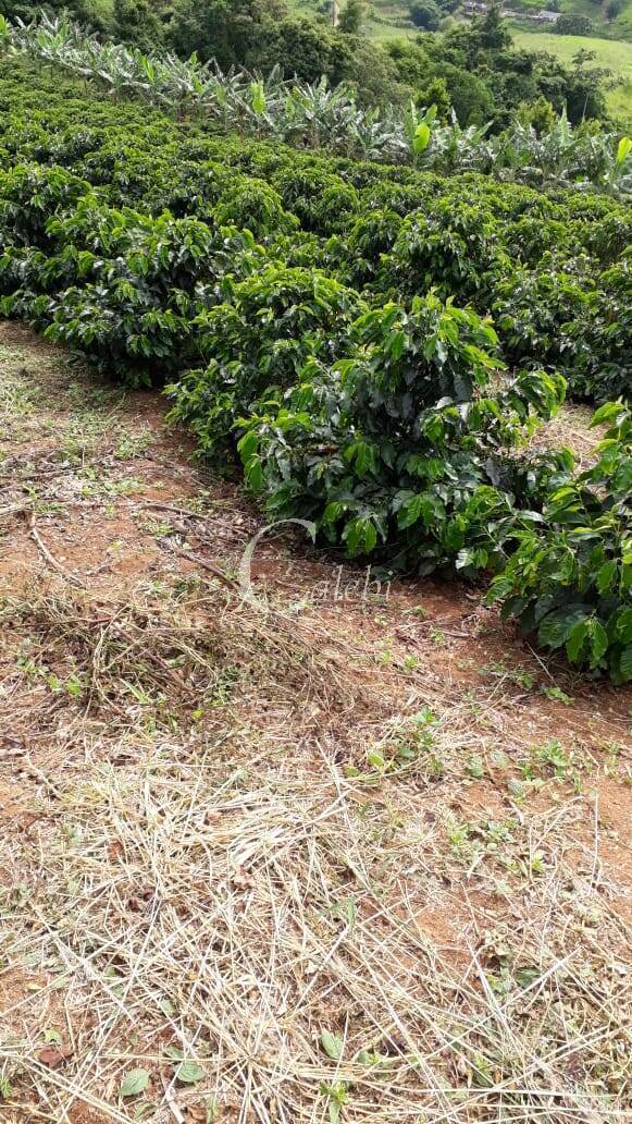 Terreno, 8 hectares - Foto 4