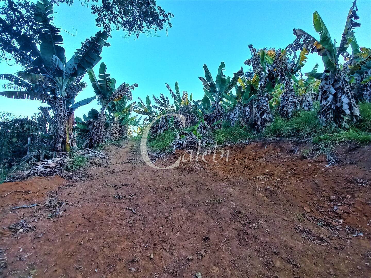 Terreno, 8 hectares - Foto 5