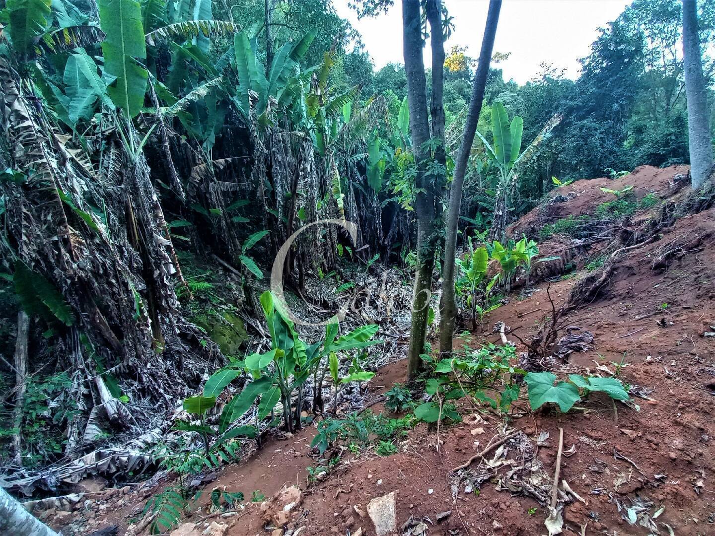 Terreno, 8 hectares - Foto 8