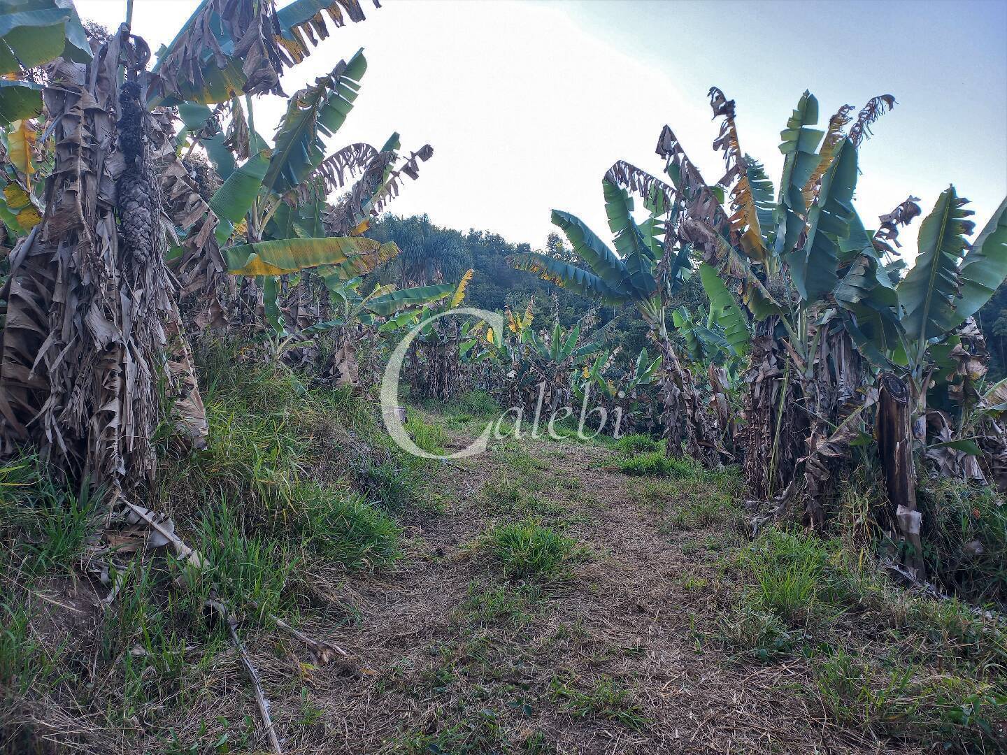 Terreno, 8 hectares - Foto 10