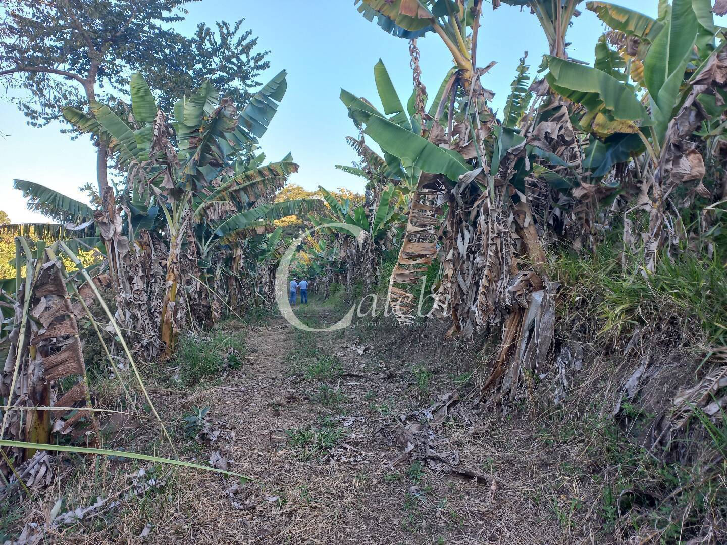 Terreno, 8 hectares - Foto 11