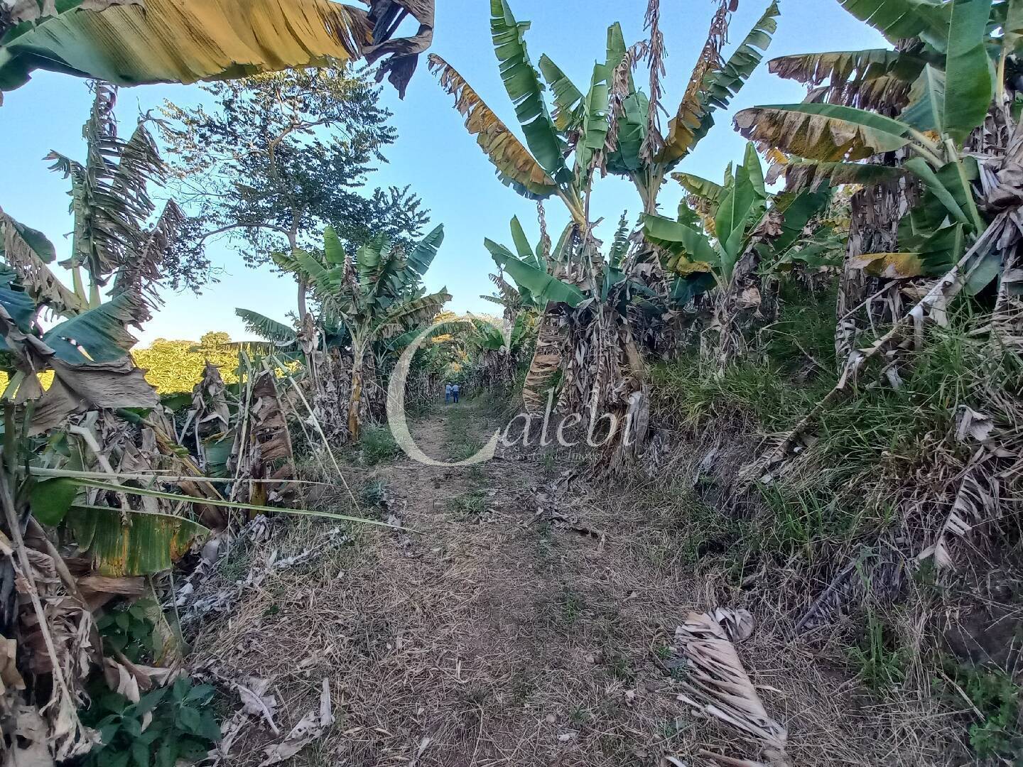 Terreno, 8 hectares - Foto 12