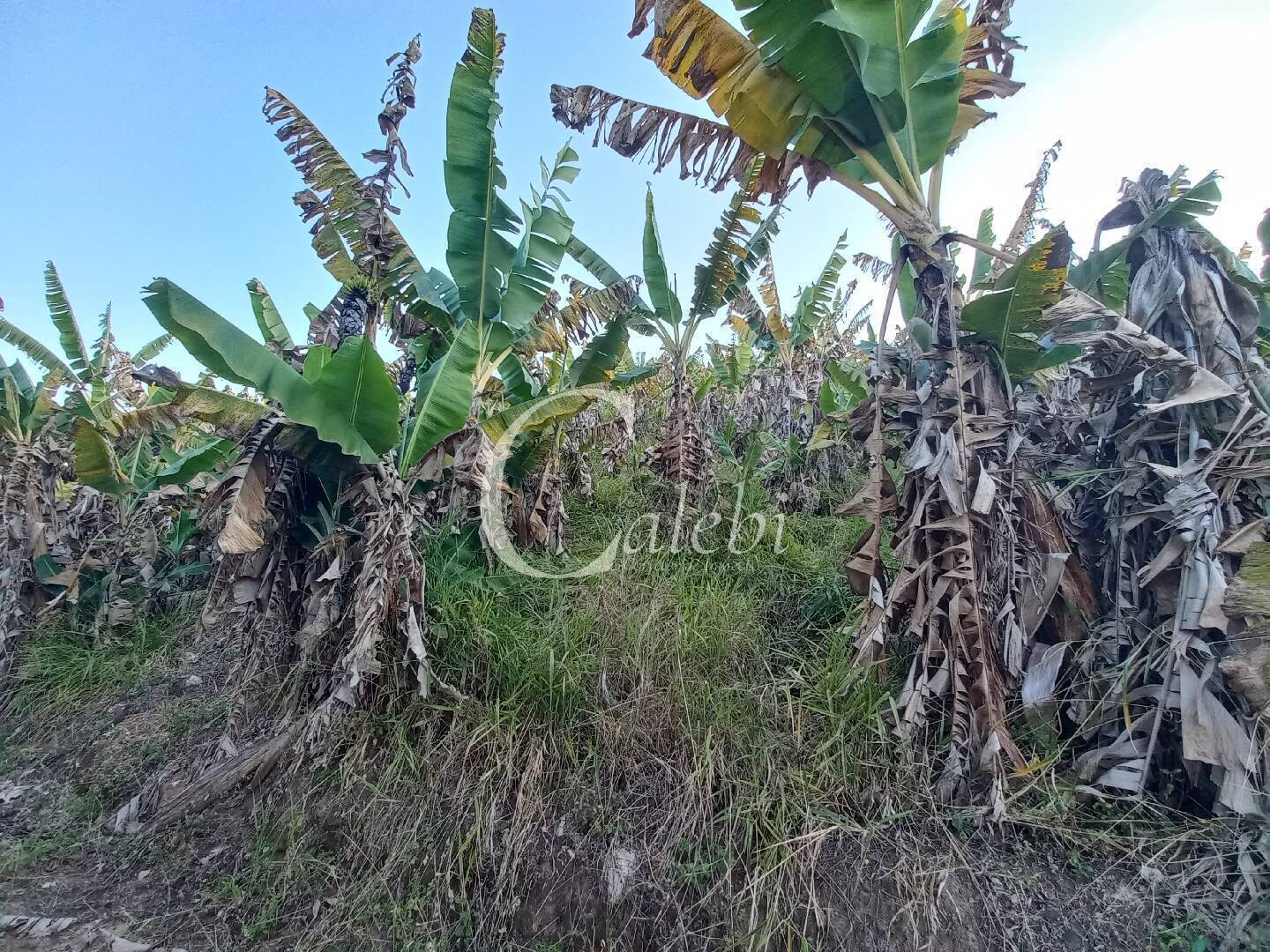 Terreno, 8 hectares - Foto 13