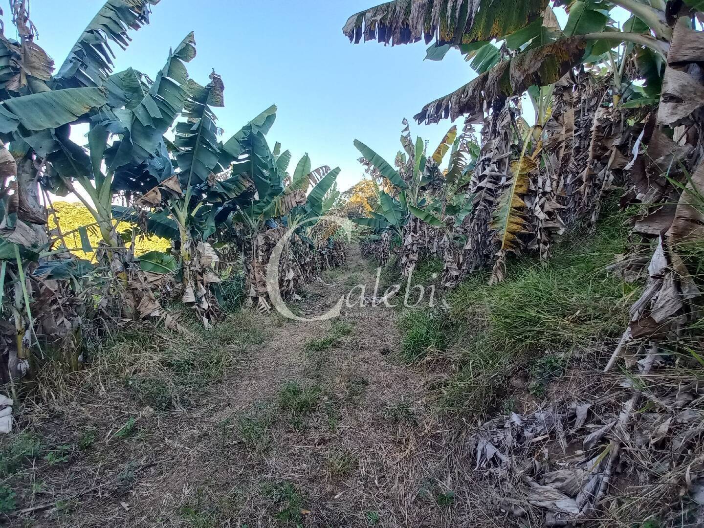 Terreno, 8 hectares - Foto 14