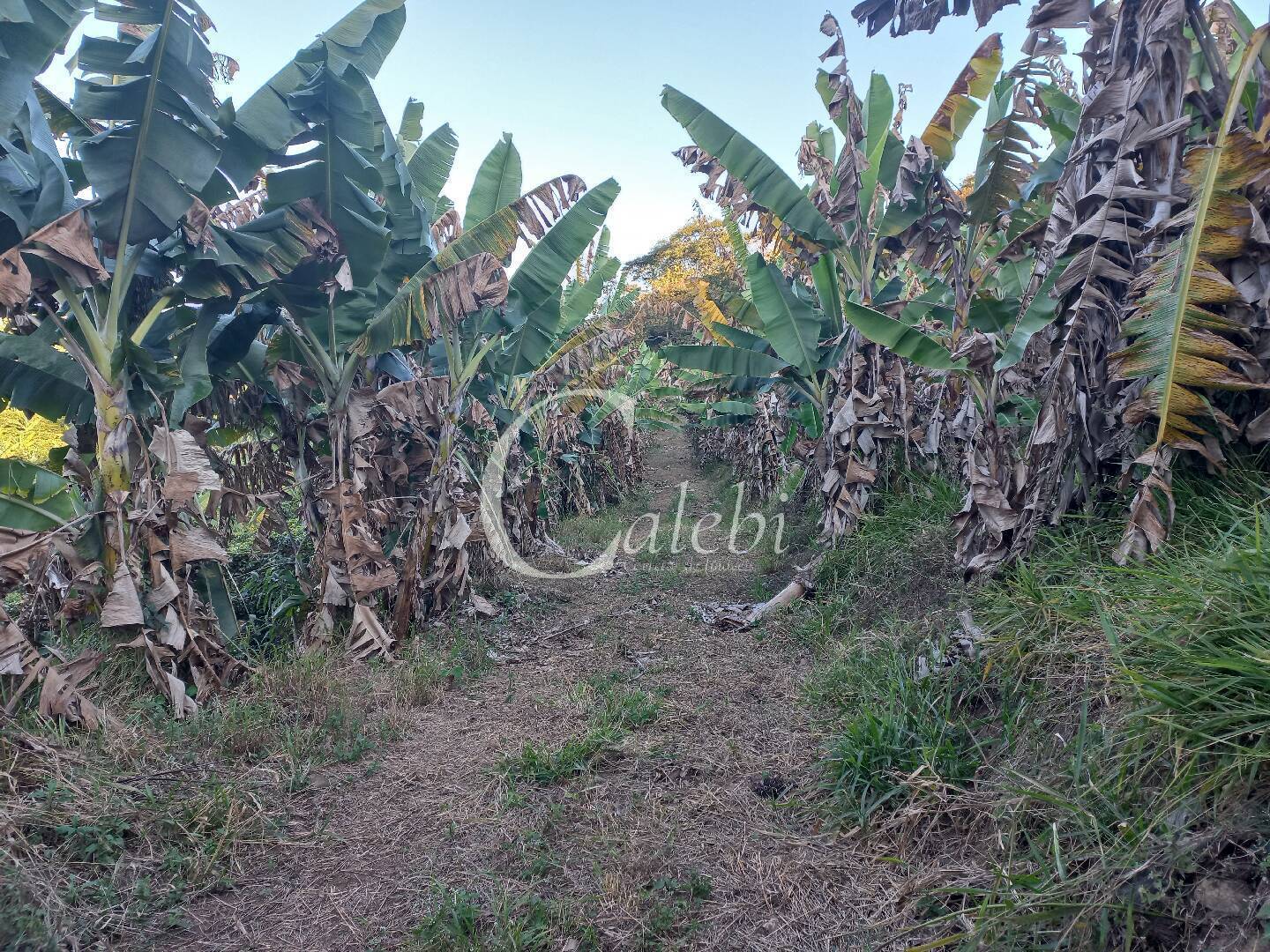 Terreno, 8 hectares - Foto 15