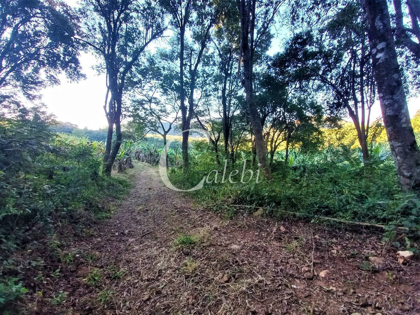 Terreno, 8 hectares - Foto 17