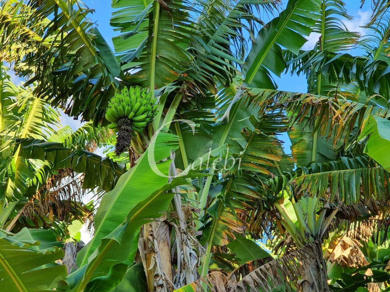 Terreno, 8 hectares - Foto 20