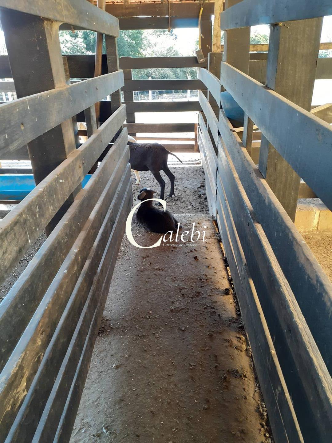 Sítio, 4 quartos, 2 m² - Foto 31