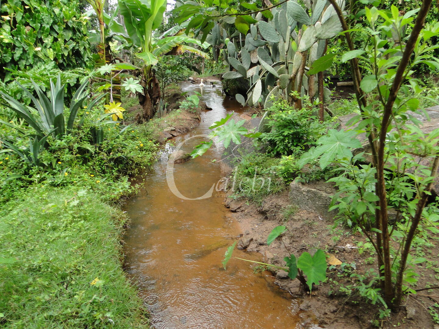 Sítio, 3 quartos, 4 m² - Foto 16