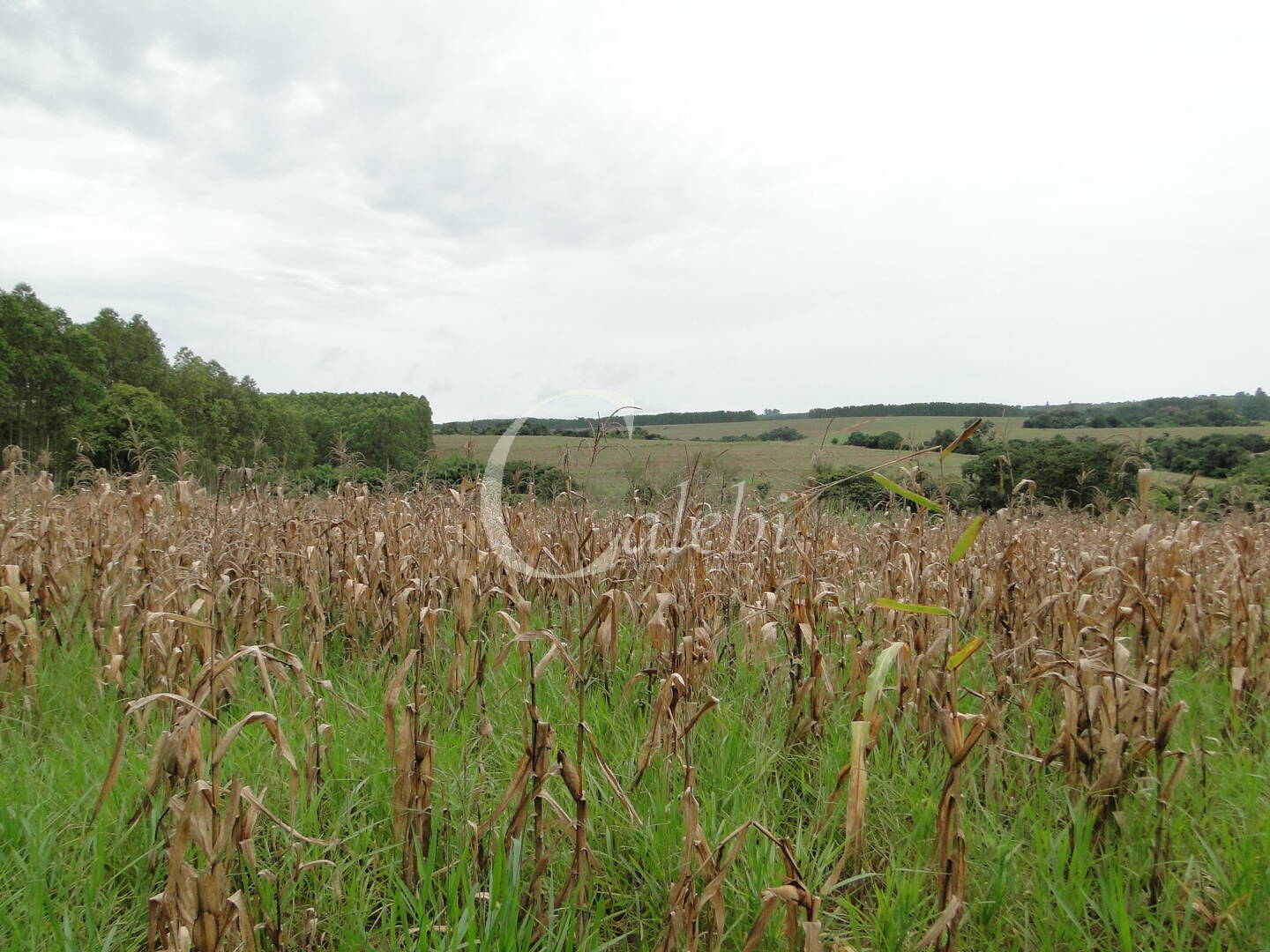 Sítio, 3 quartos, 4 m² - Foto 31