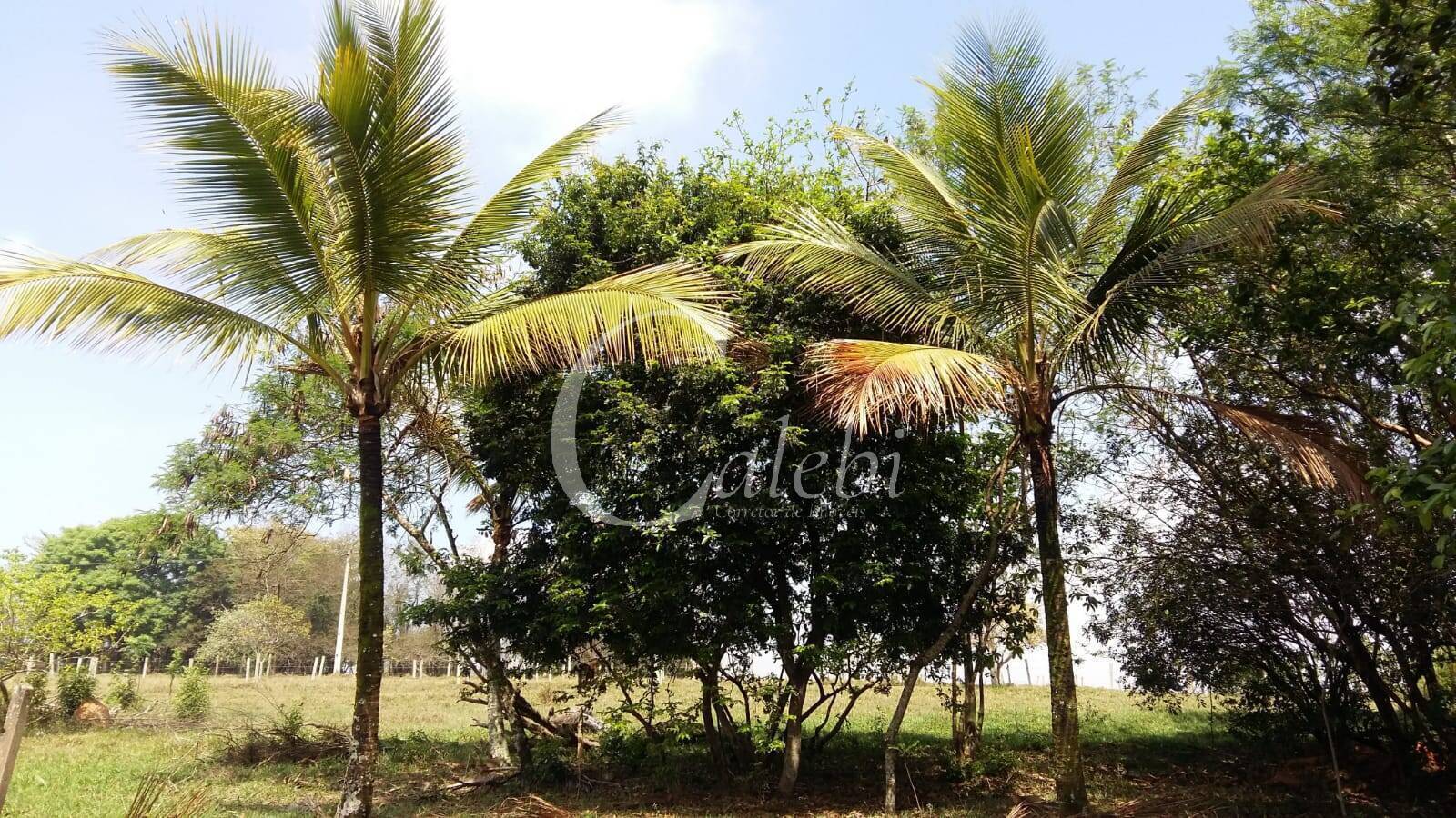 Sítio à venda com 3 quartos, 43000m² - Foto 4