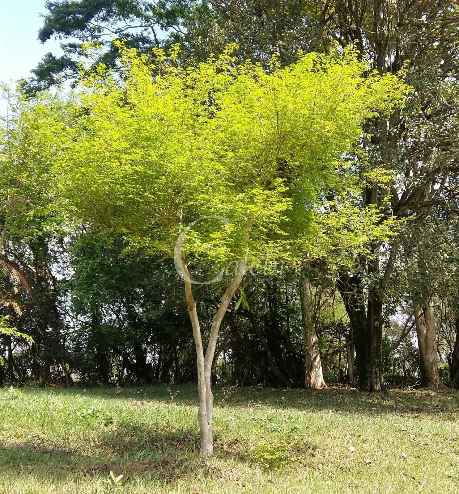 Sítio à venda com 3 quartos, 43000m² - Foto 20
