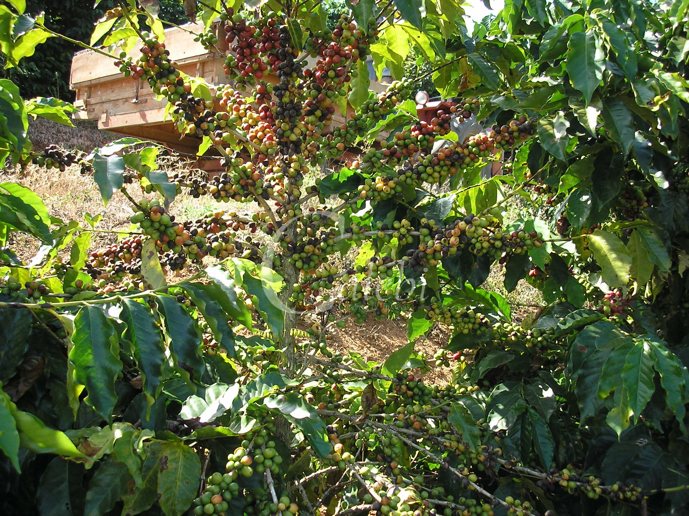 Fazenda à venda com 3 quartos, 26m² - Foto 10