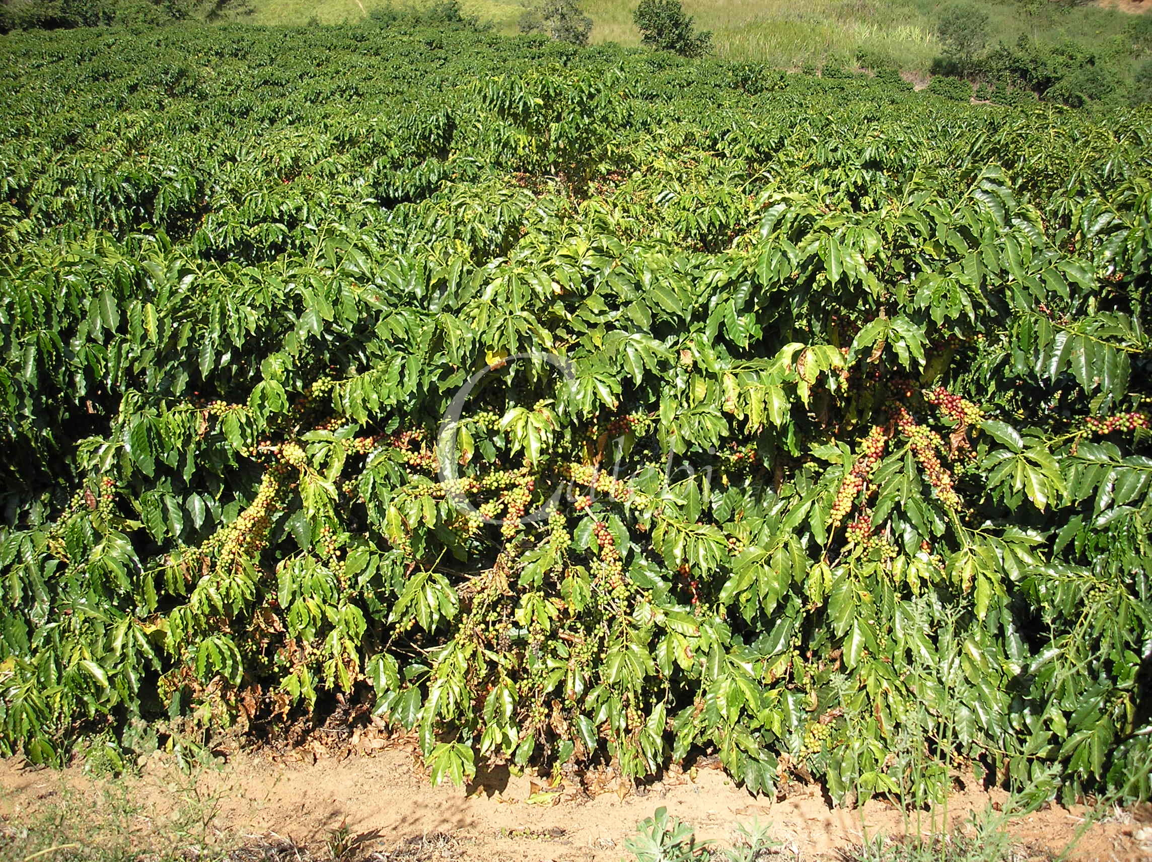 Fazenda à venda com 3 quartos, 26m² - Foto 11