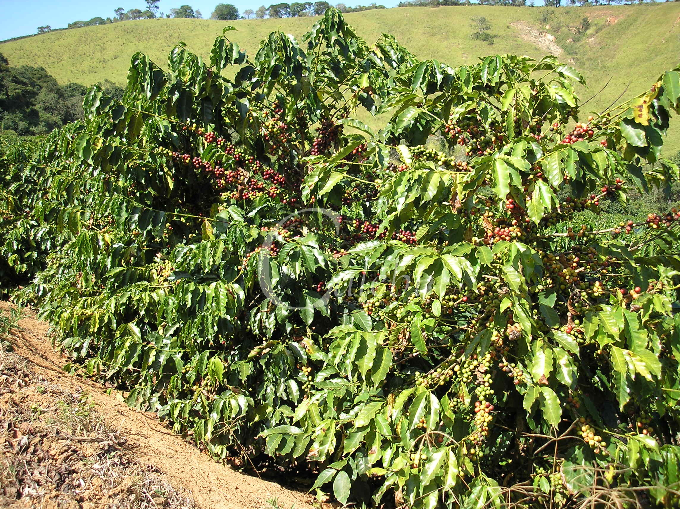 Fazenda à venda com 3 quartos, 26m² - Foto 12