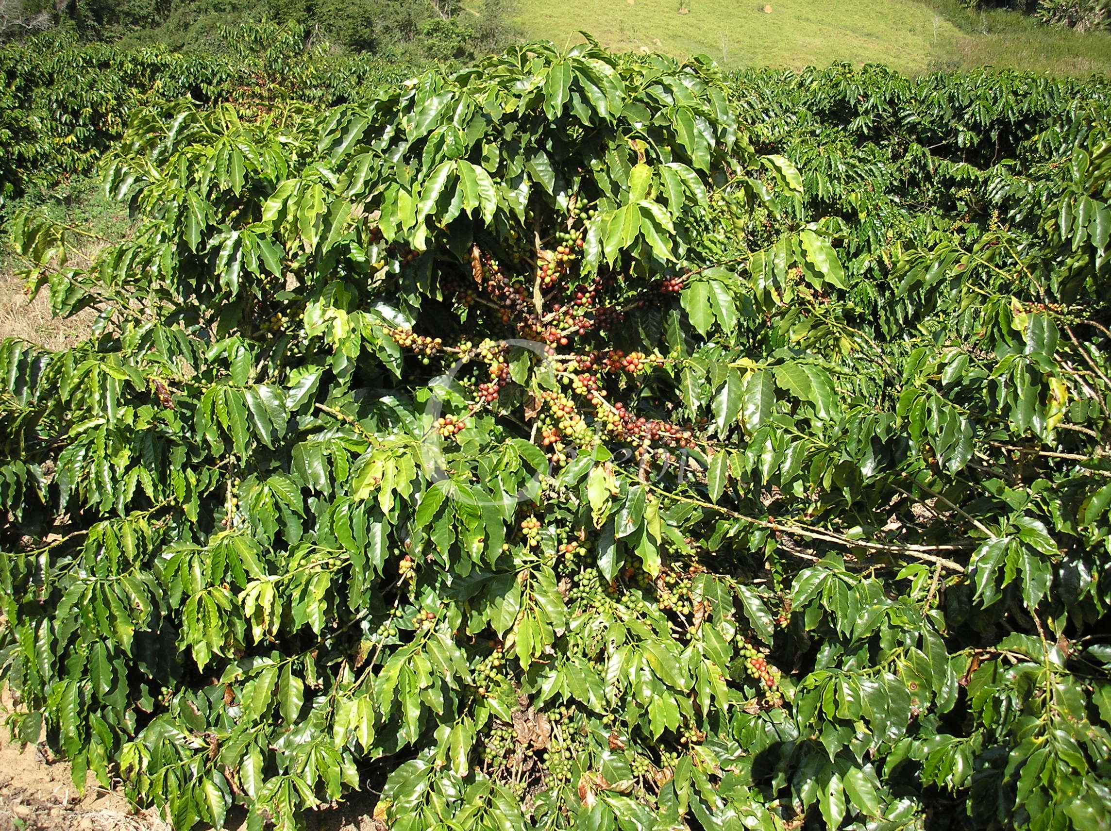 Fazenda à venda com 3 quartos, 26m² - Foto 14