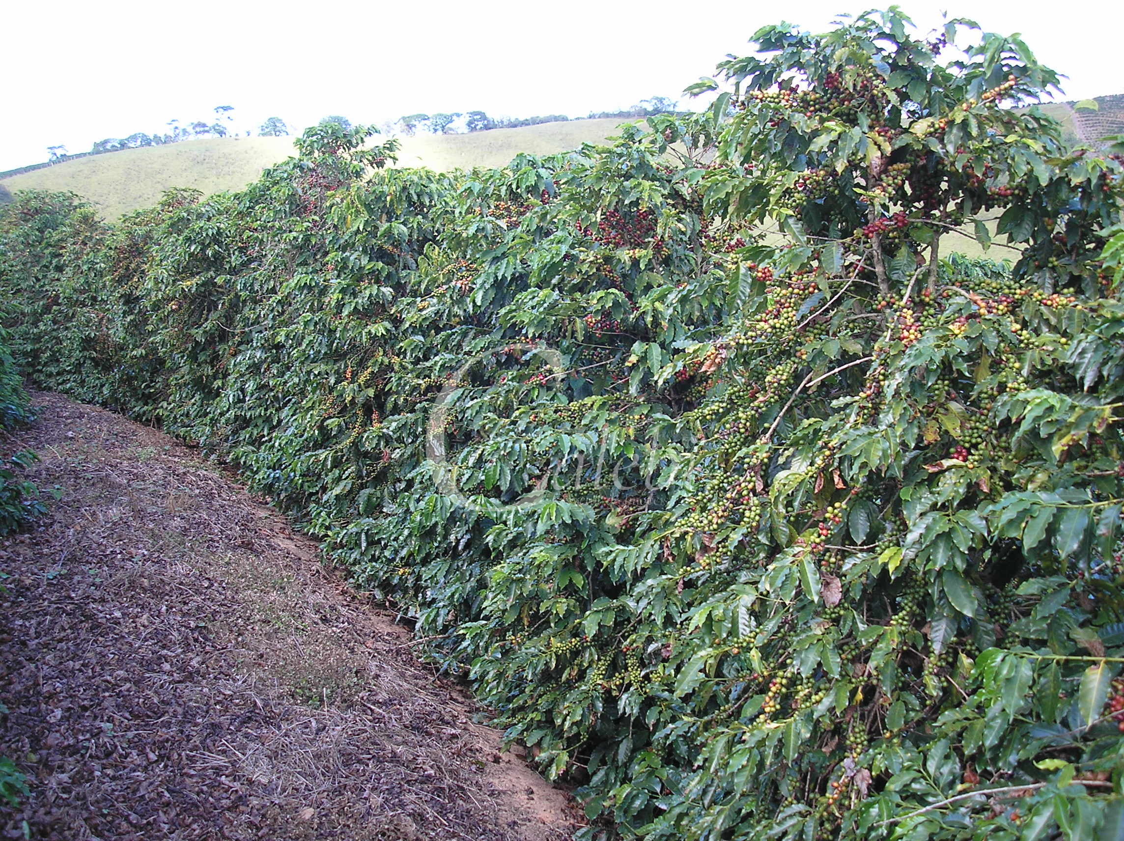 Fazenda à venda com 3 quartos, 26m² - Foto 16