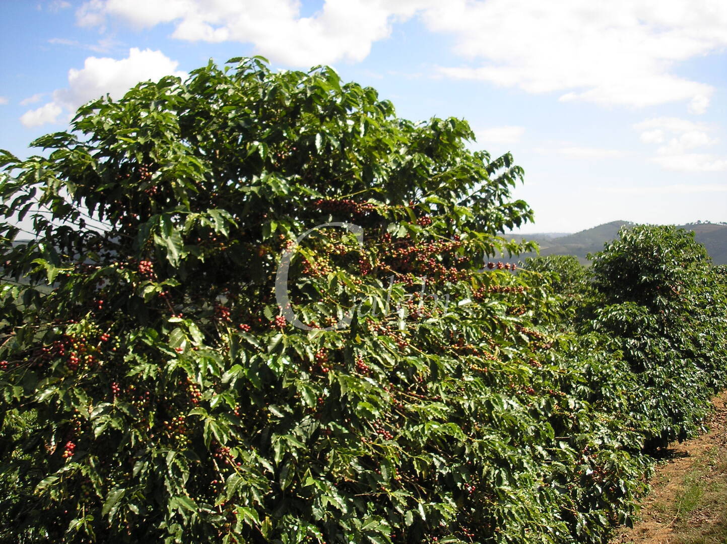 Fazenda à venda com 3 quartos, 26m² - Foto 18