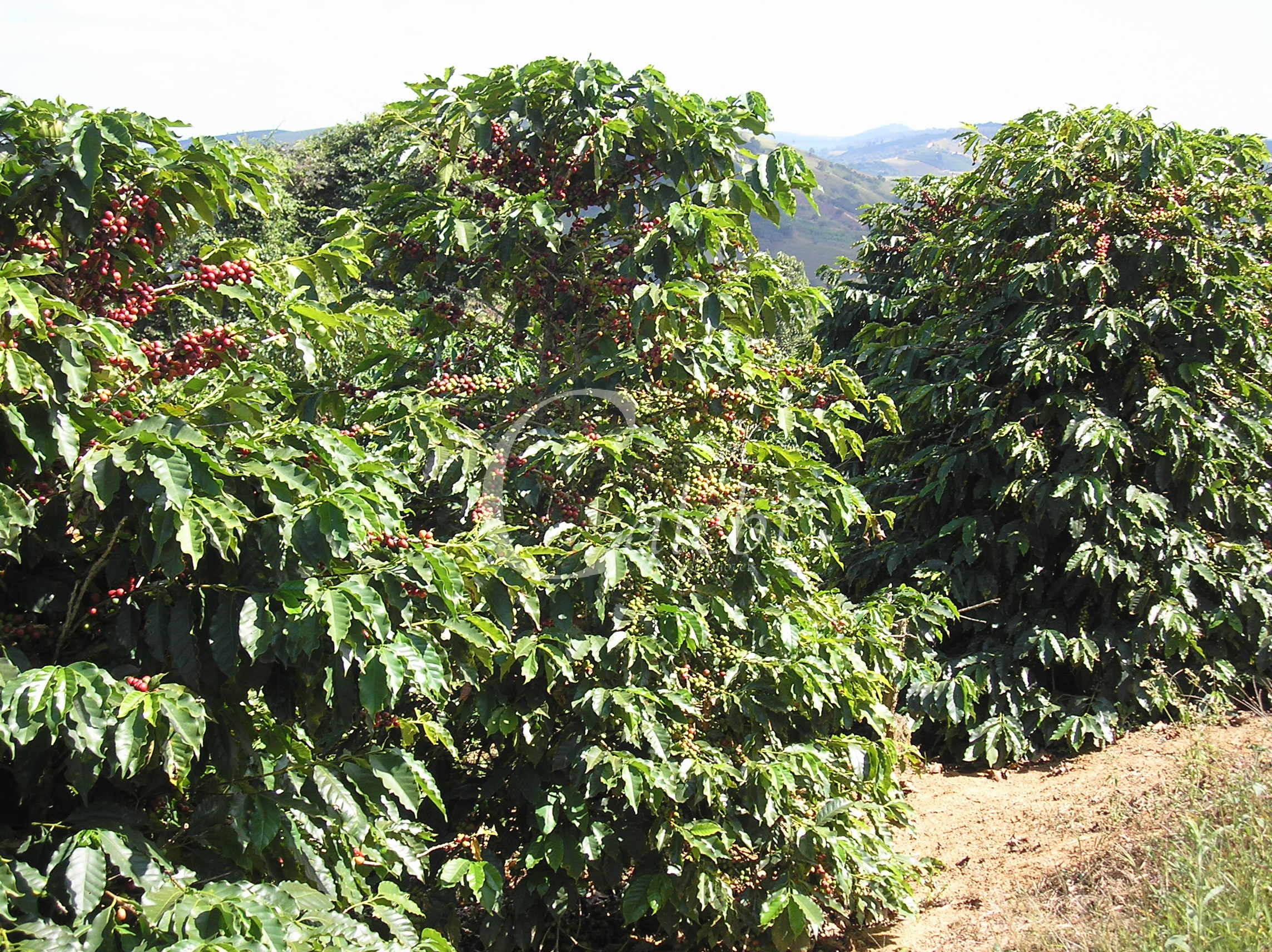 Fazenda à venda com 3 quartos, 26m² - Foto 19