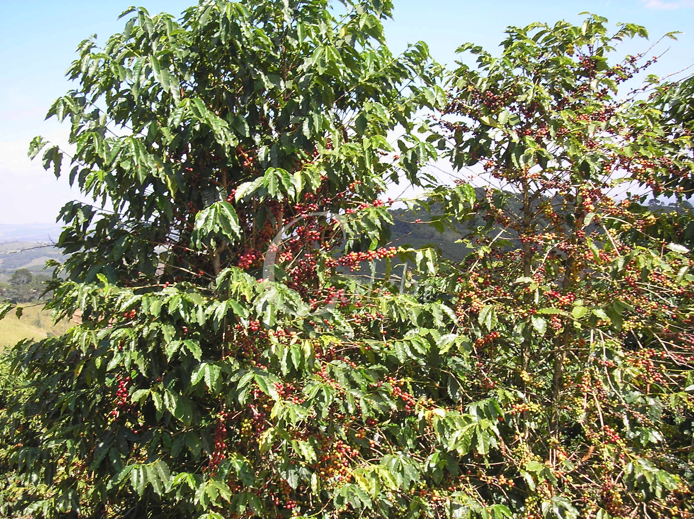 Fazenda à venda com 3 quartos, 26m² - Foto 22