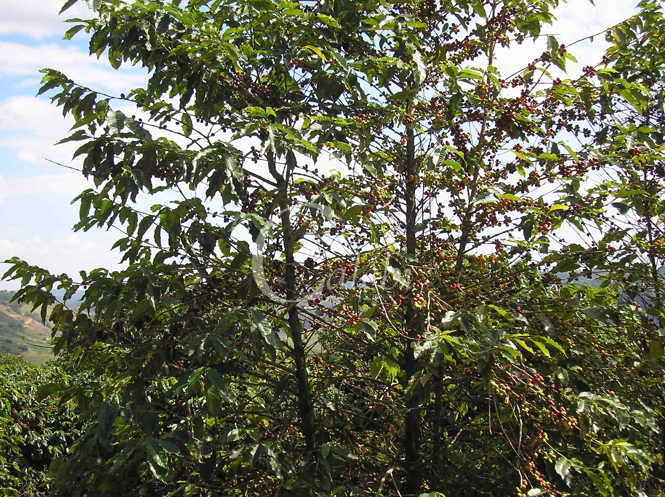 Fazenda à venda com 3 quartos, 26m² - Foto 23