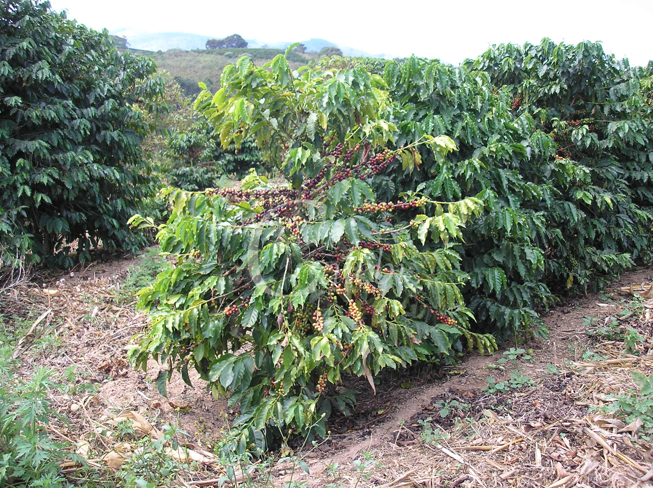 Fazenda à venda com 3 quartos, 26m² - Foto 29