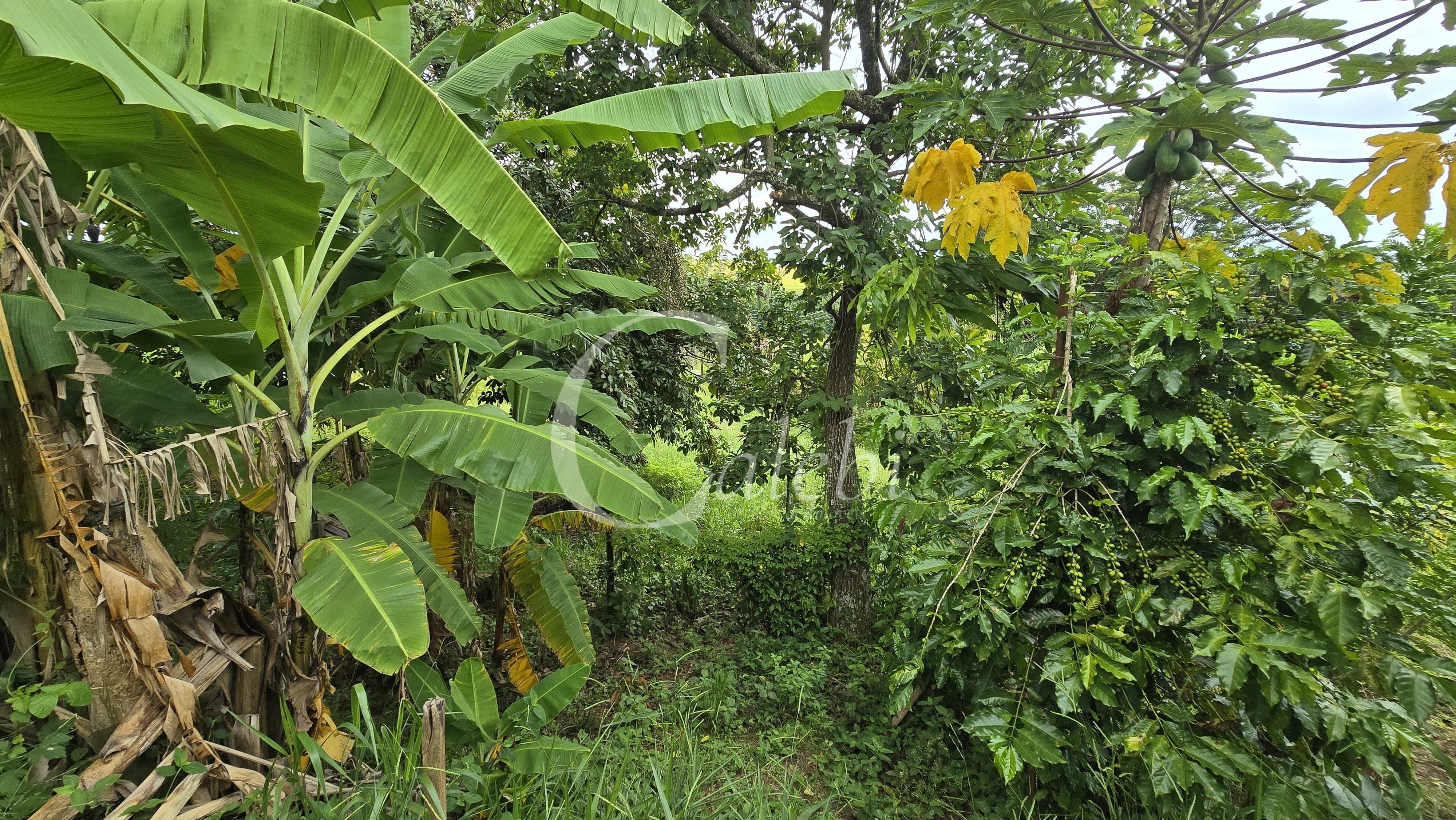 Sítio, 3 quartos, 4 hectares - Foto 67